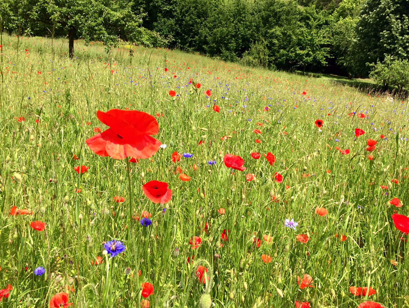 Coquelicots Giverny. Nouvelle Normandie ©GB MTNG
