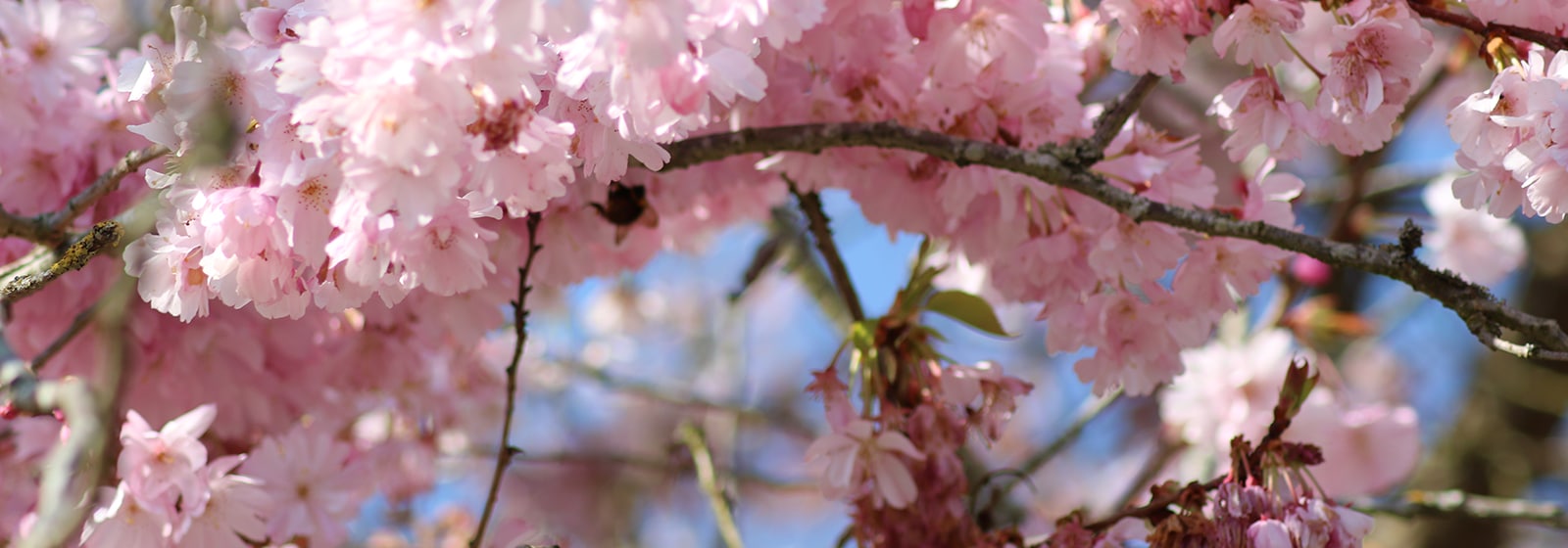 Fleurs