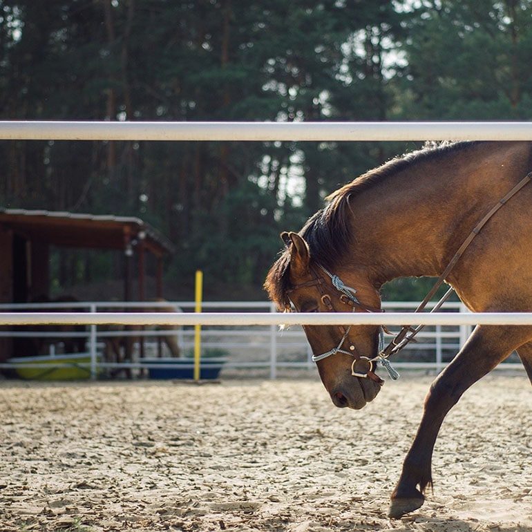 Équitation