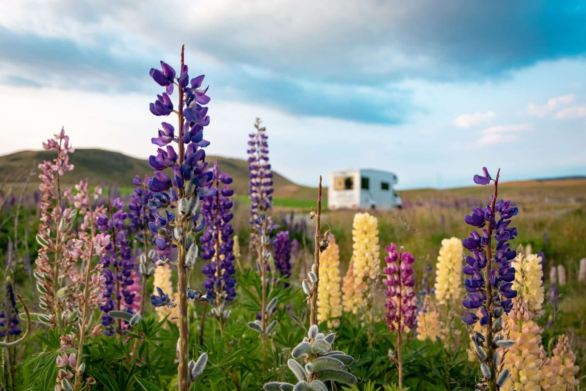 Fleurs dans un pré avec un camping-car derrière.
