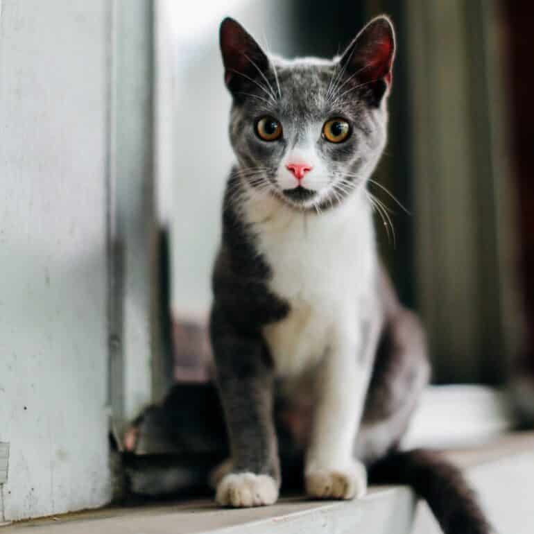 chat gris et blanc